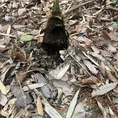 採れたて！新鮮たけのこ
