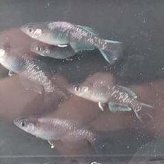 メダカ ムラサキ 屋外 越冬の画像