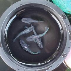 メダカ ムラサキ 屋外 越冬の画像