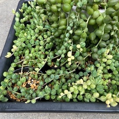 多肉植物の画像