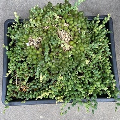 多肉植物