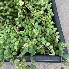 多肉植物の画像