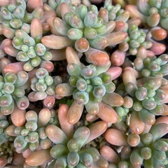 多肉植物の画像