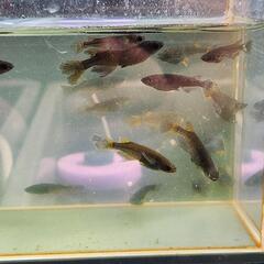 メダカ　めだか　五式系ヒレ長　1匹150円の画像