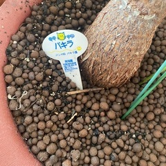 観葉植物　パキラの画像