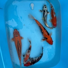 錦鯉6匹受け渡し予定者決まりました。の画像