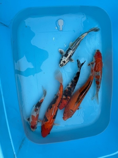 錦鯉6匹 (りょうつん) 牛久保のその他の中古あげます・譲ります 錦鯉6匹 (りょうつん) 牛久保のその他の中古あげます・譲ります