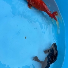 金魚2匹
の画像