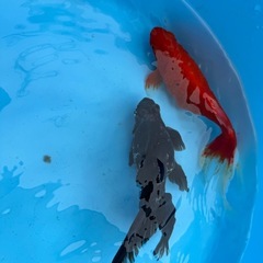 金魚2匹
の画像