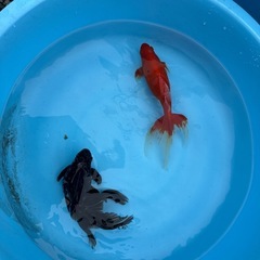 金魚2匹
の画像