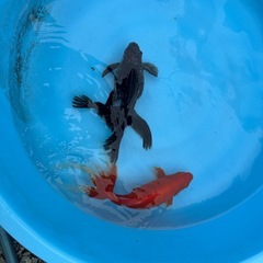 金魚2匹
の画像