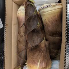 《4月21日のお渡し》たけのこ　1本300円