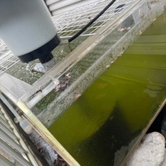 アクリル水槽2400×550×h400 オーバーフロー水槽大型水槽金魚熱帯魚の画像
