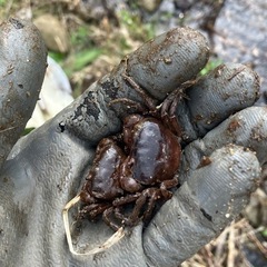 生きの良い採りたてです 