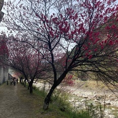 スイフトスポーツ冬タイヤ4本セットの画像