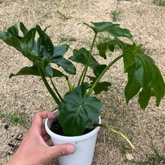 観葉植物　セローム