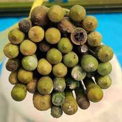 中古品 園芸棒 太さ長さいろいろ・変形・色あせ・汚れあり 全107本の画像
