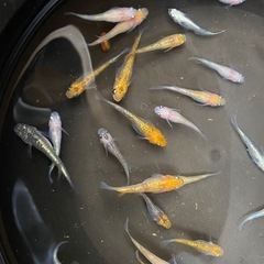 取引中ラメラメ　ミックス　メダカ　約20匹