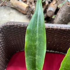 [観葉植物]サンスベリア先祖返り
の画像