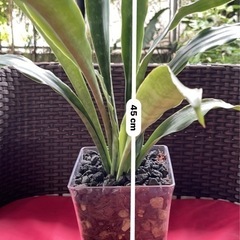 [観葉植物]サンスベリア先祖返り
の画像