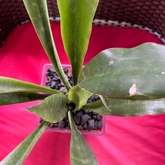 [観葉植物]サンスベリア先祖返り
の画像