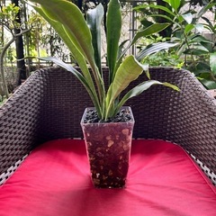 [観葉植物]サンスベリア先祖返り
の画像