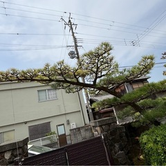 門松