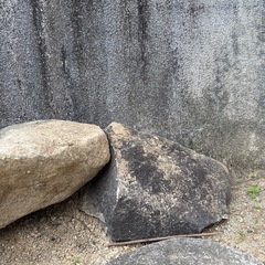 庭石　貰って下さい！の画像