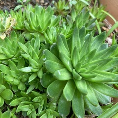 多肉植物　爪蓮華