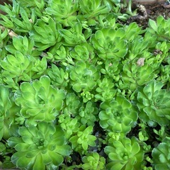 多肉植物　爪蓮華の画像