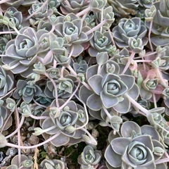 多肉植物　子持ち蓮華　カット苗　20個の画像