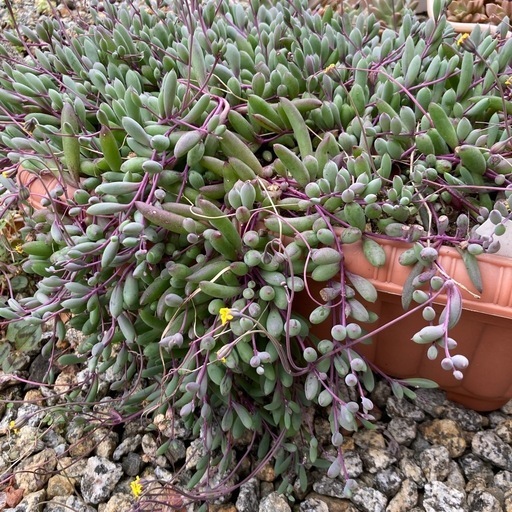 多肉植物ルビーネックレスカット苗5本 (くま) 多気の家庭用品 多肉植物ルビーネックレスカット苗5本 (くま) 多気の家庭用品