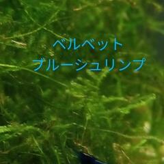 人気の！💎ブルーシュリンプ⑳🦐メダカのお供に❣️