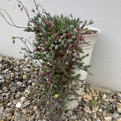 多肉植物　ルビーネックレス　カット苗5本の画像
