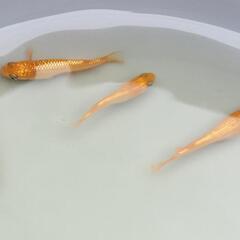 【改良メダカ】紅華　1ペアの画像