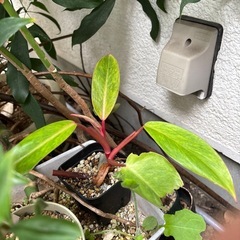 【残り5株あり】【20%オフ　大放出　4/3】6点ありPhilodendron erubescens サトイモカズラ  観葉植物　の画像