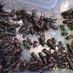 クワガタ採集仲間!