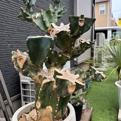 交換可　サボテンブランチ　観葉植物