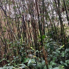 竹　支柱　夏野菜の画像