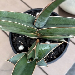 サンスベリア　ロリダ　観葉植物の画像