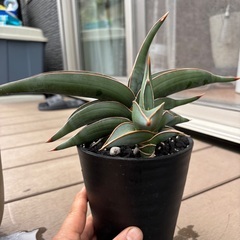 サンスベリア　ロリダ　観葉植物
