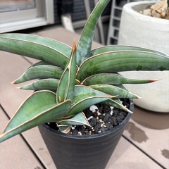 サンスベリア　ロリダ　観葉植物の画像