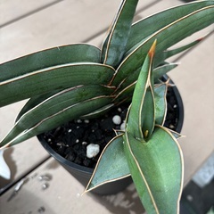サンスベリア　ロリダ　観葉植物の画像