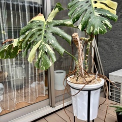 モンステラ その他の中古が安い!激安で譲ります・無料で モンステラ その他の中古が安い!激安で譲ります・無料で