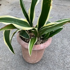 斑入り　オモト（大）