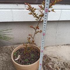 サルスベリ、百日紅