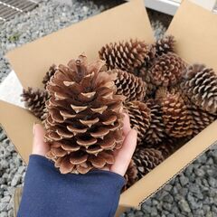 大きい松ぼっくり　1個50円　大王松