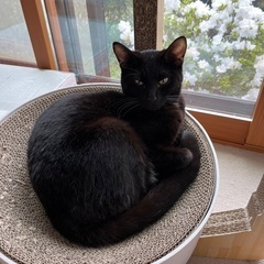 【6/22(日)譲渡会】⭐️黒猫おーちゃん🐈‍⬛ - 千葉市