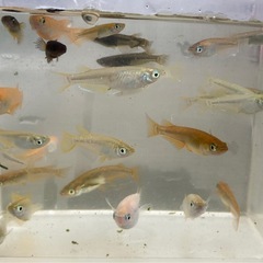 メダカ　成魚　ミックス