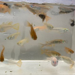メダカ　成魚　ミックスの画像